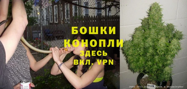 прущие грибы Верея