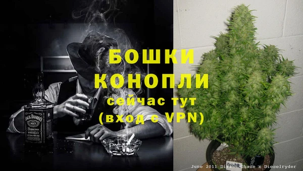 прущие грибы Верея